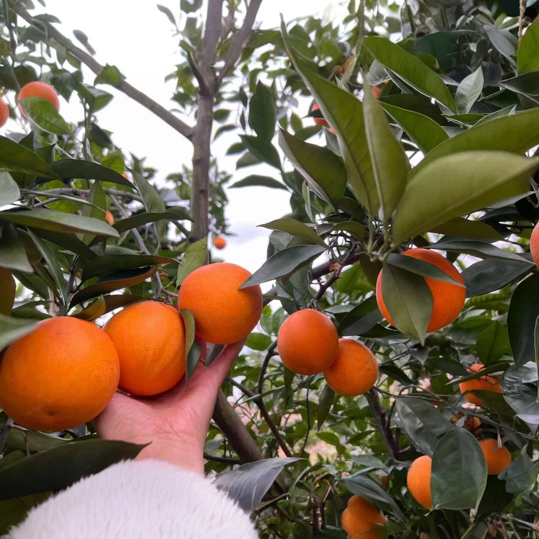 四川资中【塔罗科 晚期8号血橙】基地现摘现发