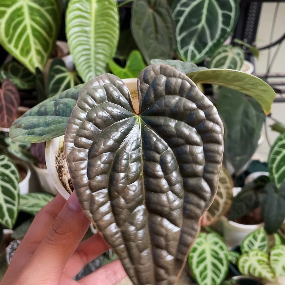 完全开放奢华花烛