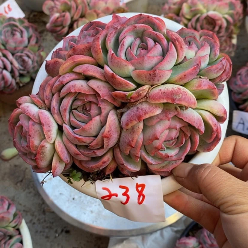 【闪购商品】李*凤多肉植物的