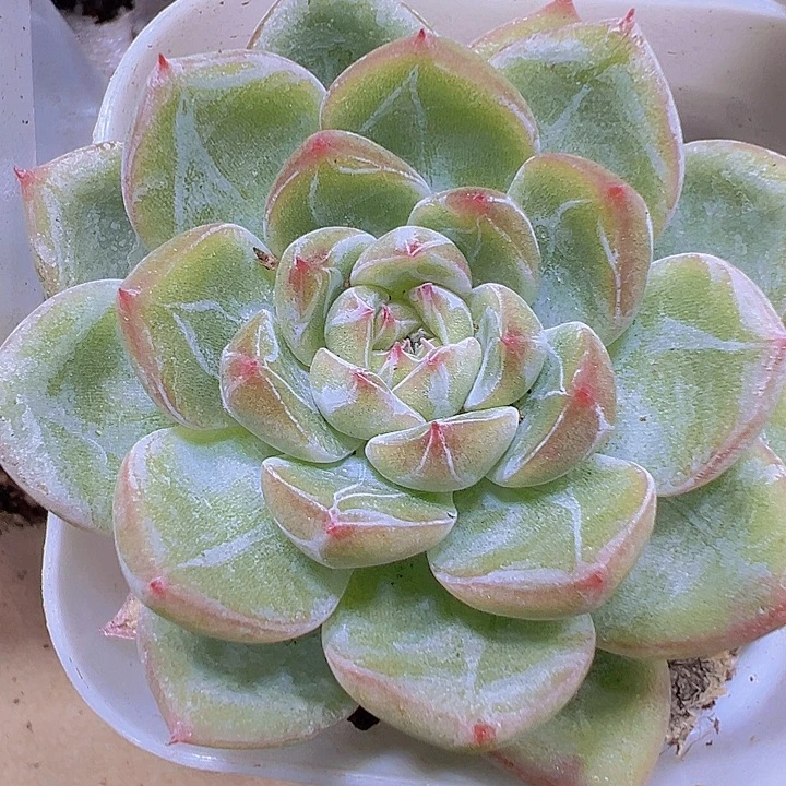 超美暗纹雪花珍妮19包邮