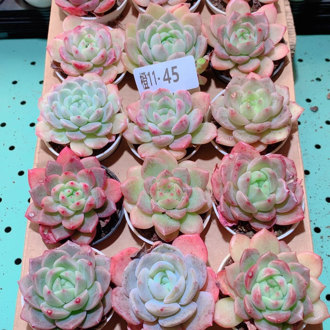 11-45一物一拍多肉带盆18颗