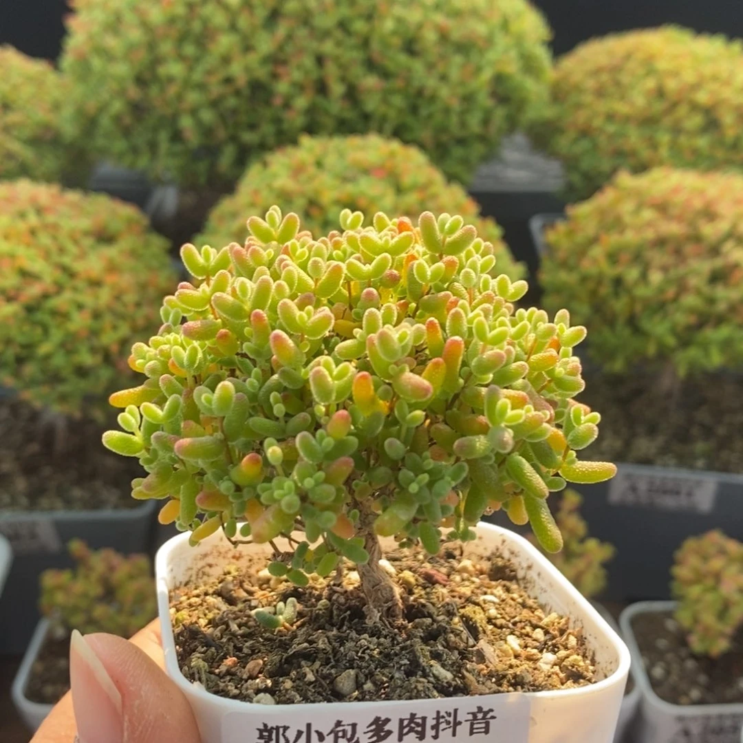 蜜橘糖球2063枝干番杏