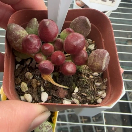 10 一物一拍多肉