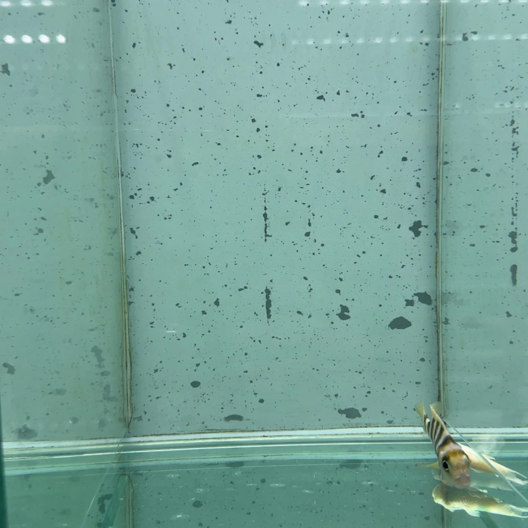 半***友慈鲷1027号金六间