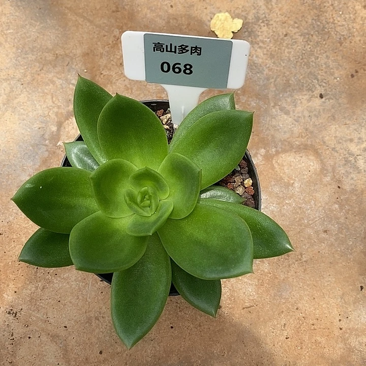 68直播福利翠花12