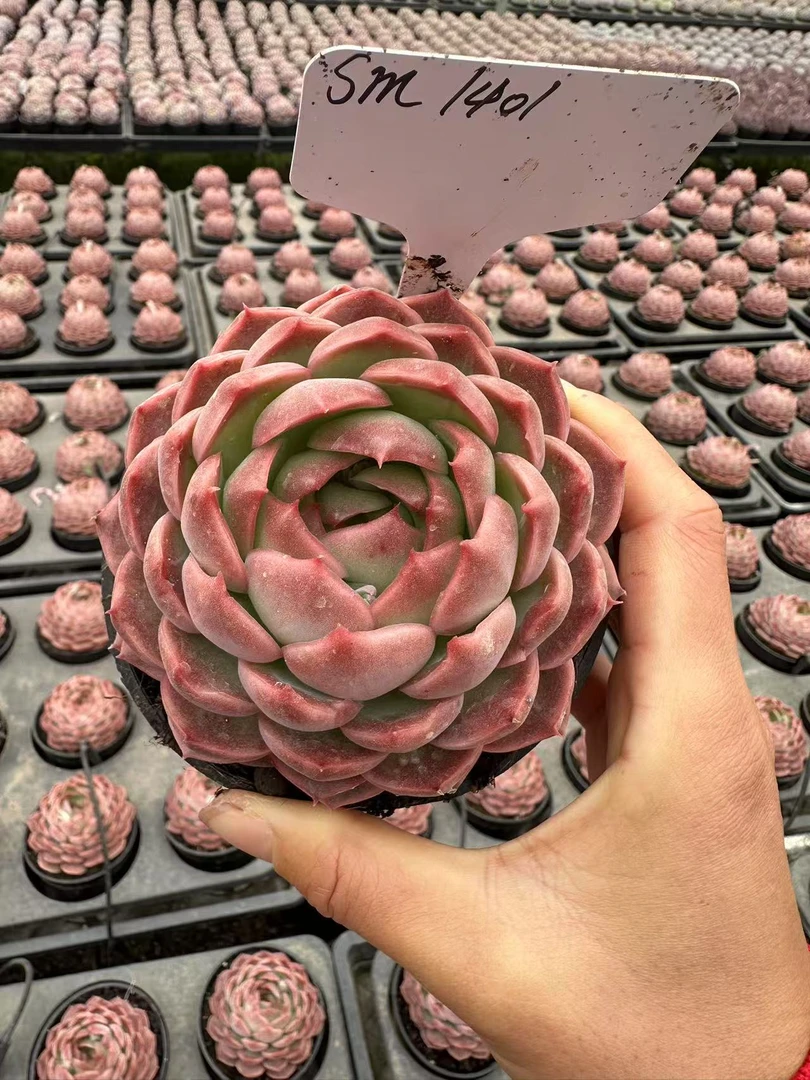 10#魔丸多肉植物      前男友精品多肉sm1401