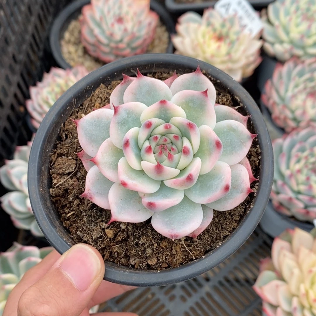 吉娃娃锦多肉植物A3552