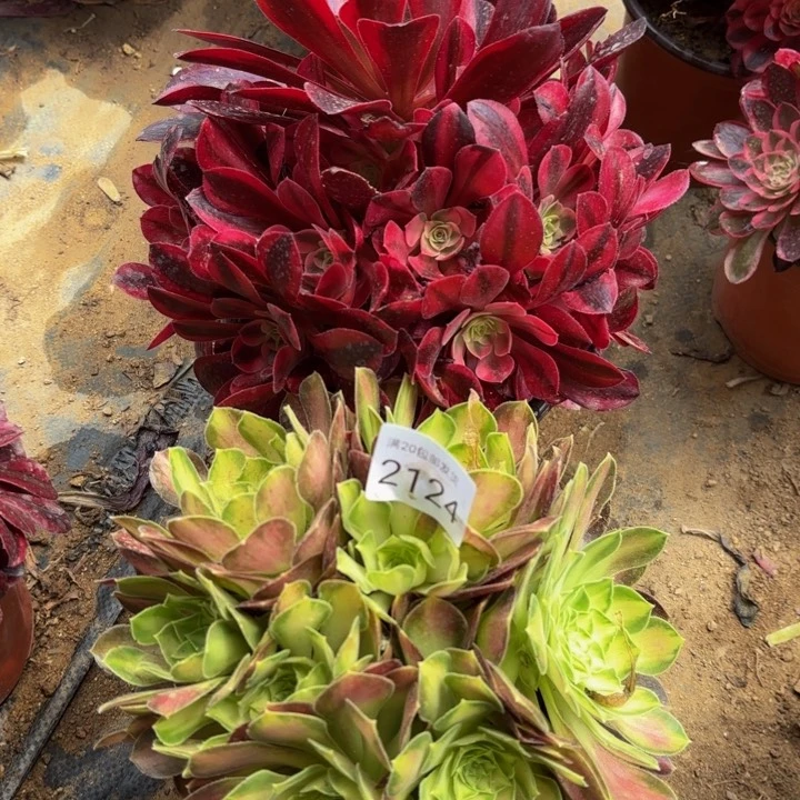 2颗多肉处理不包断头2124