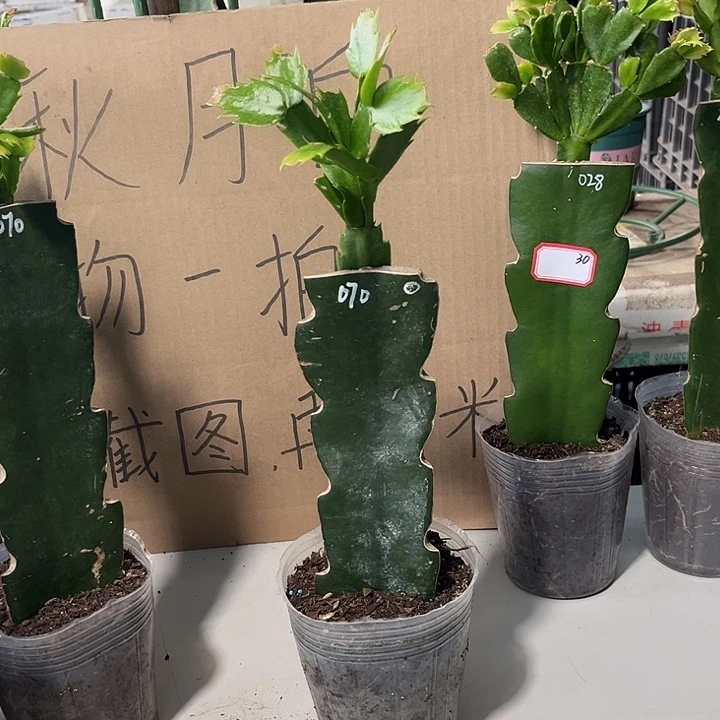 九***爷当前无花朵，栽培后可花朵070