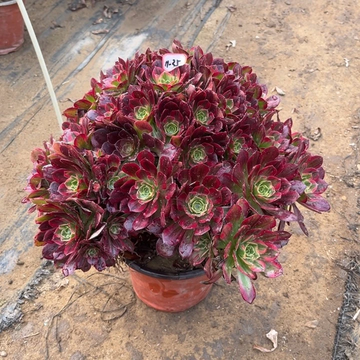 11-35安娜多肉植物