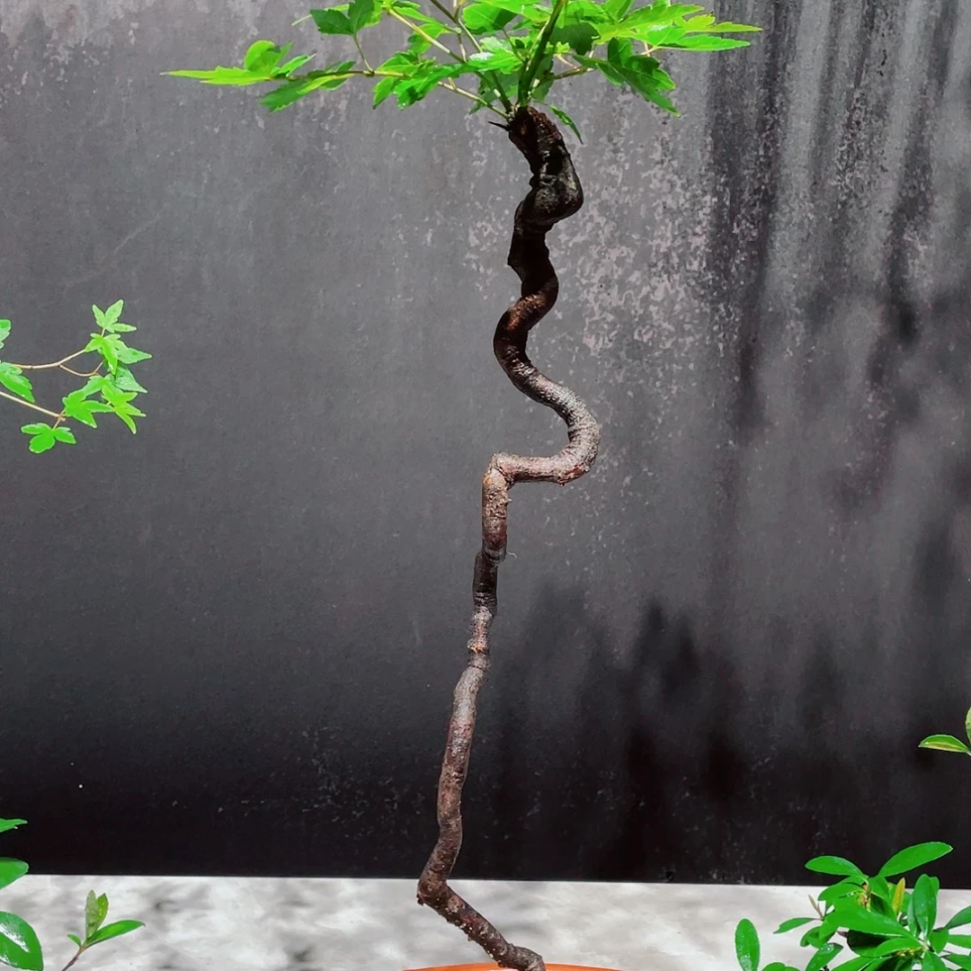 无花朵石枫包邮哦哦哦