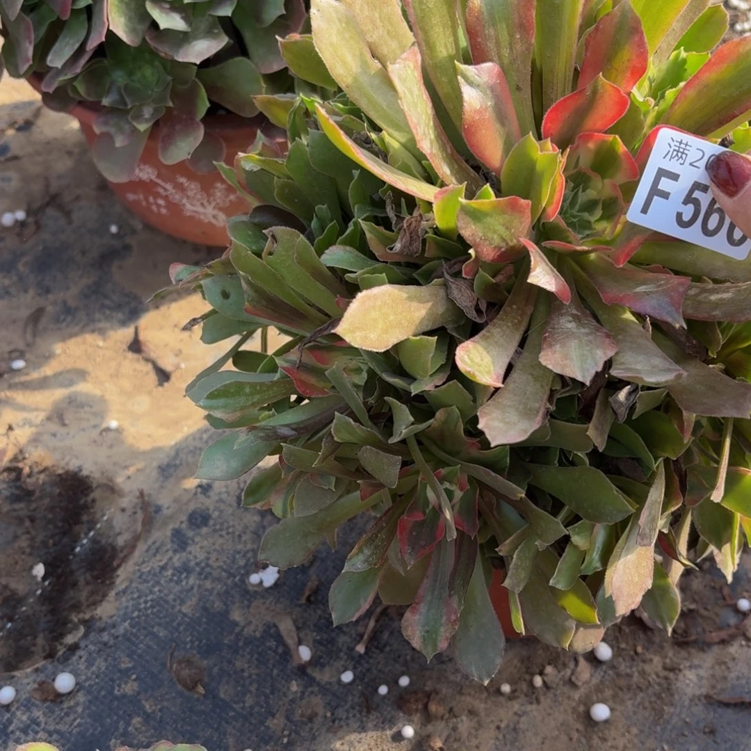 566多肉植物捧花的时候