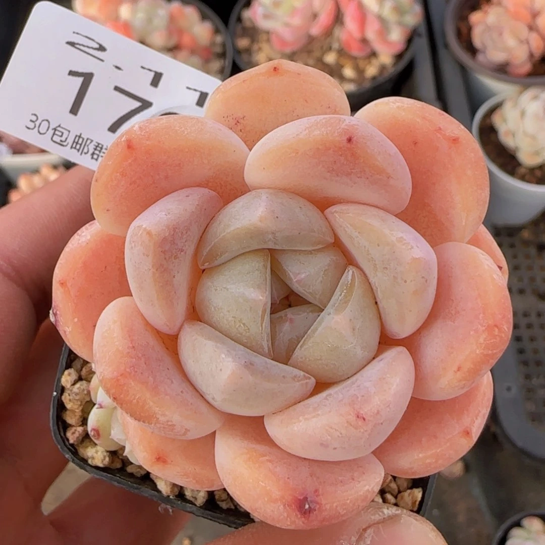 干冰单头带崽一颗