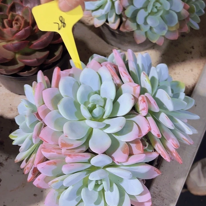 陨*28冷香一物一拍