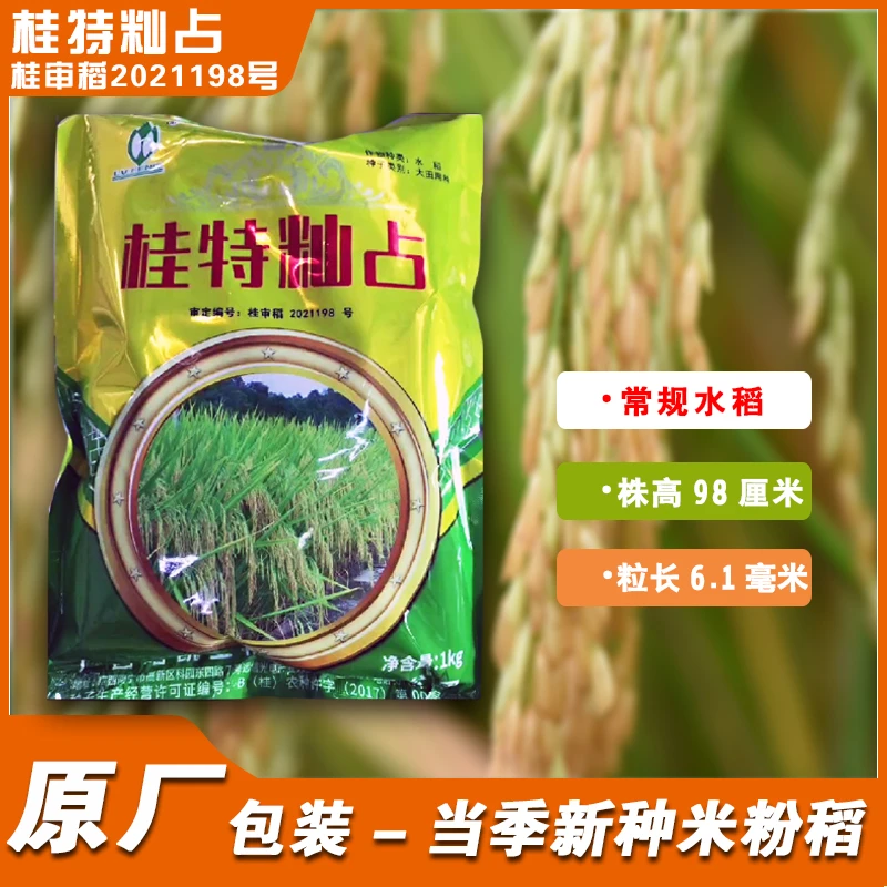 珍贵矮水稻常规稻种子桂特籼占圆粒型稻谷桂潮米