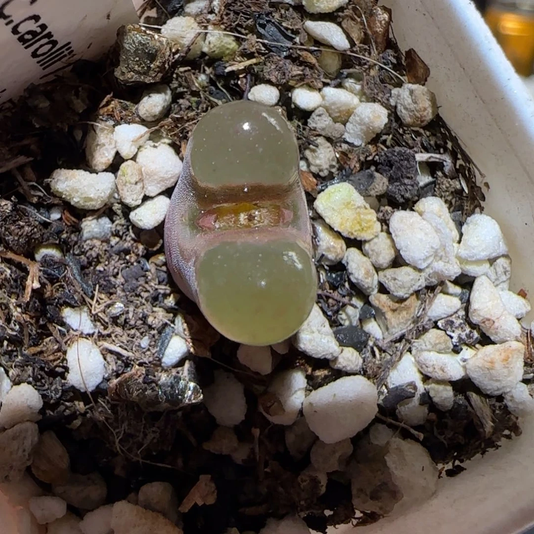 肉锥多肉植物百科-磁铁96