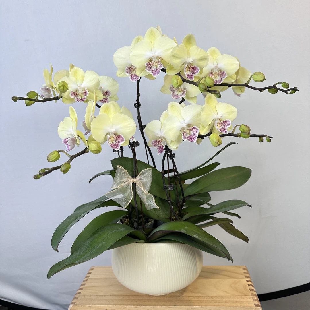 蝴蝶兰【吉祥】  奶油黄中花 新品种 精致桌面花送礼佳品 基地直发