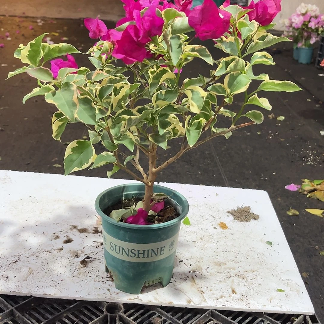 完全开放金边蓝月亮掌中宝一颗