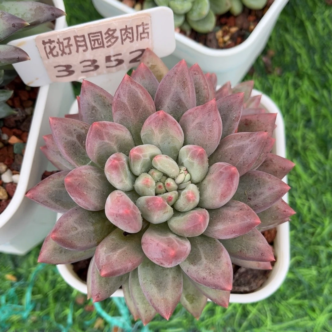 多肉植物3352 一定要拍个冷链哦