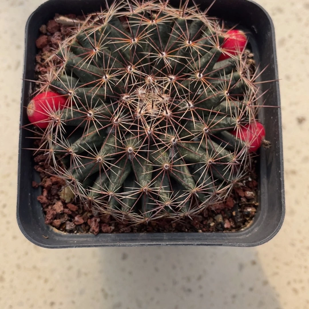 0124         实生根