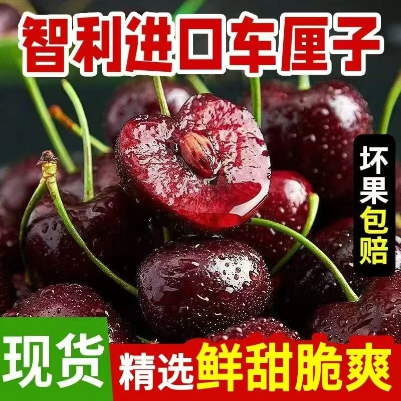 【顺丰/京东】智利桑提娜1-3JD5斤原箱进口海运车厘子内附果径卡