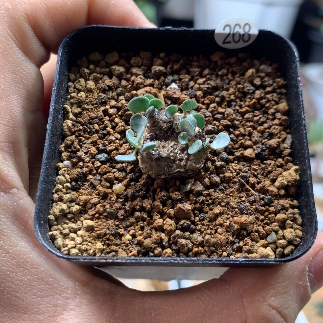 熔岩格加厚敦菊母本多肉268