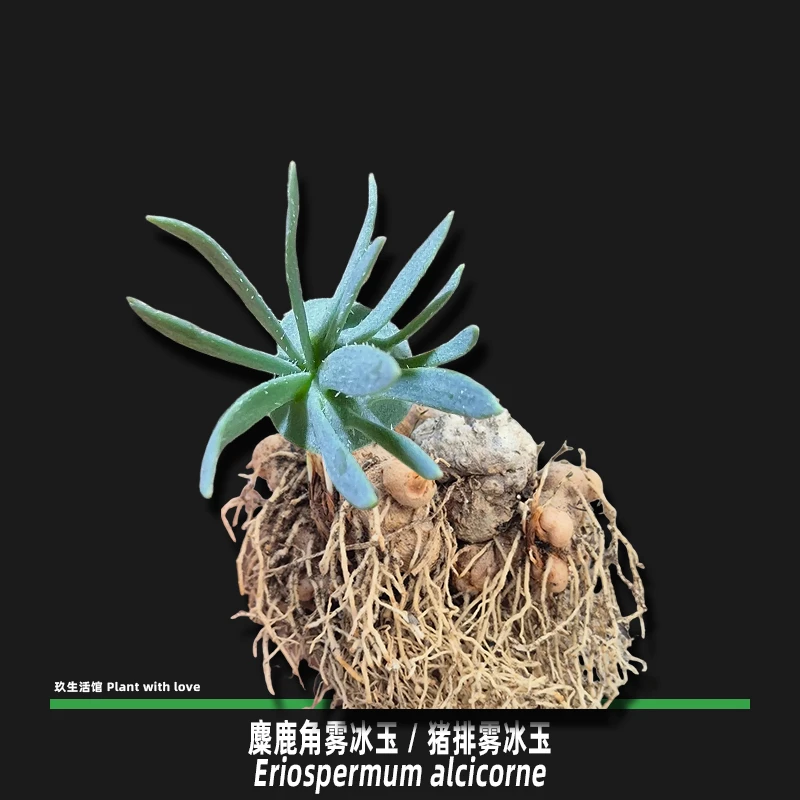 麋鹿角雾冰玉 猪排雾冰玉 稀有雾冰玉块根多肉植物带盆 叶损不保