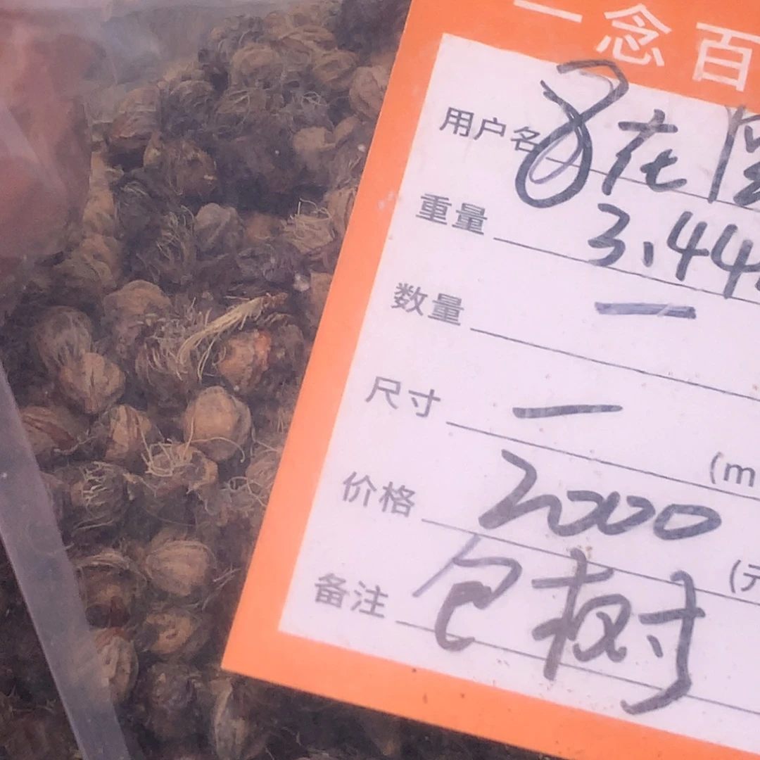 、***️吊坠柏香籽/百香籽