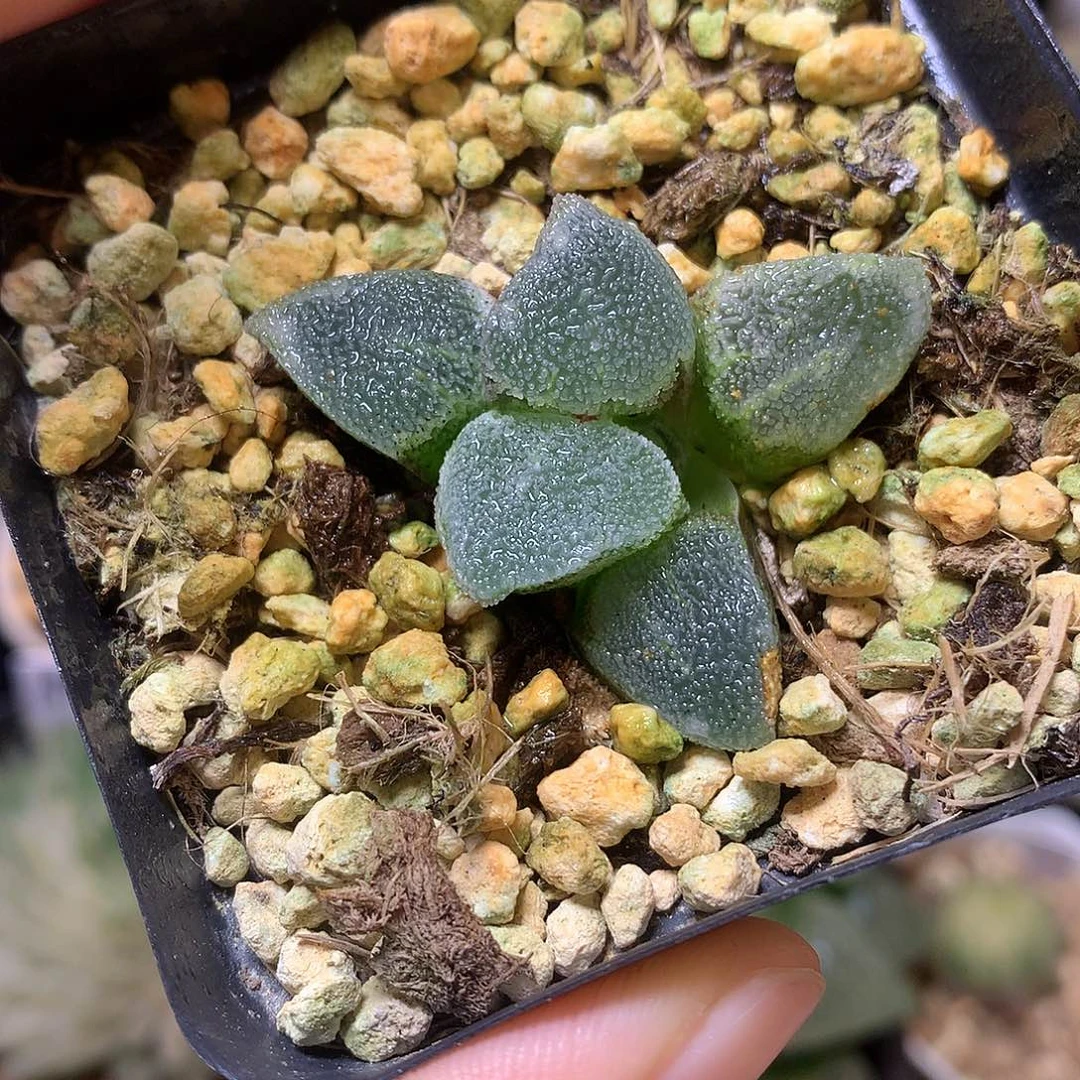 冰钻带盆土发货啦xkloyo