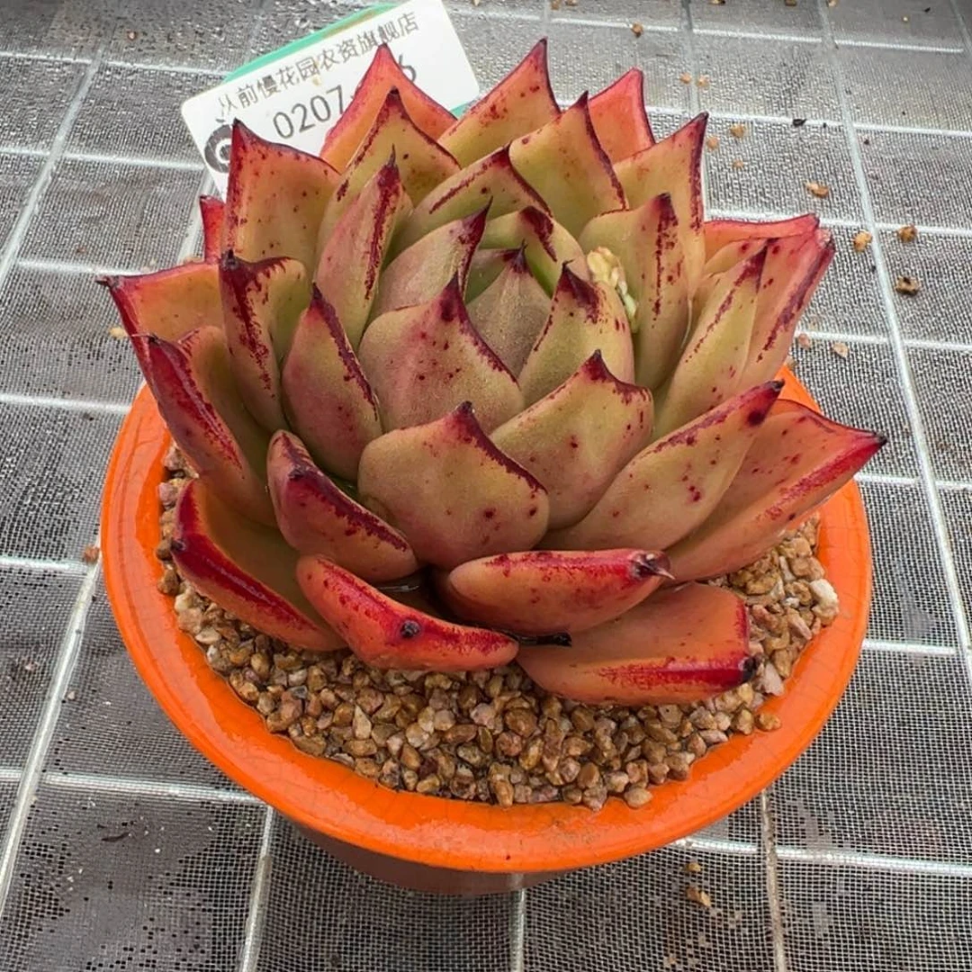 从前慢多肉精选编号0207.46