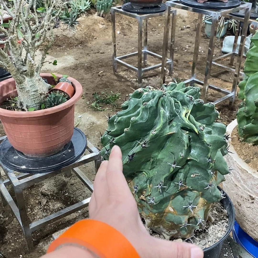 用***1雎鸠玉一颗。