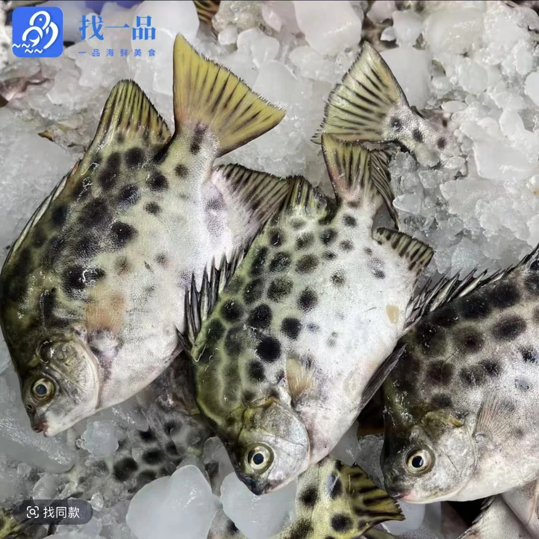 【找一品】汕尾港野生天然 金鼓鱼  金古鱼