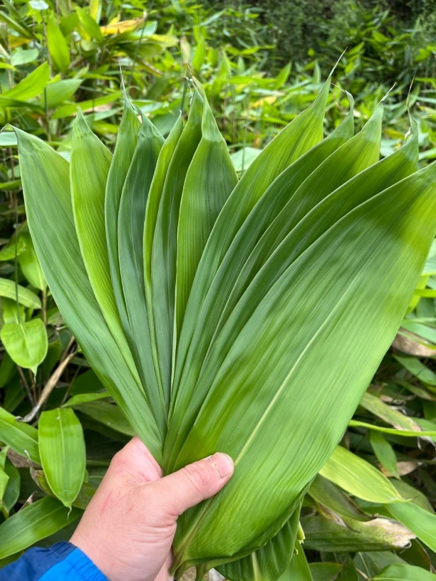 恩施高山现采粽粑叶