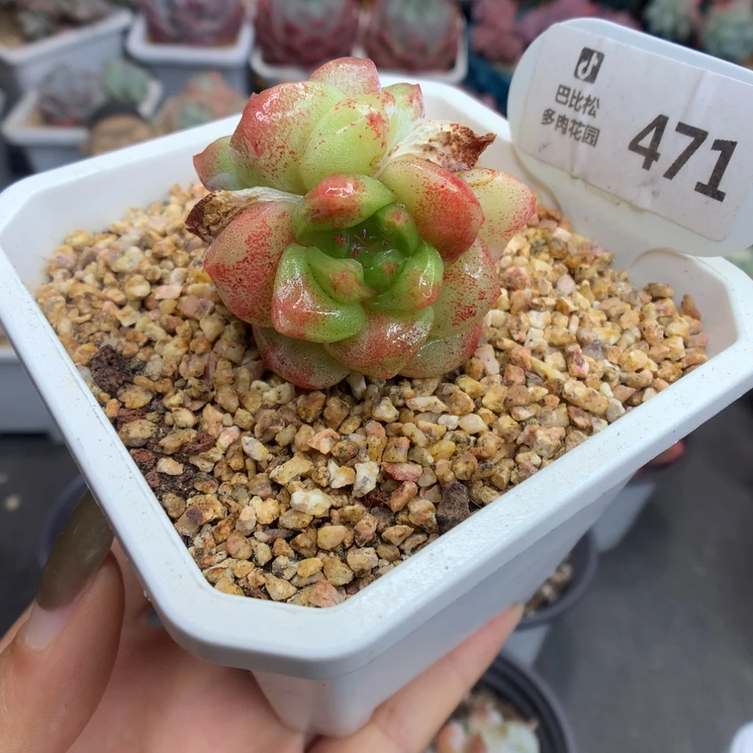 471双头冰玉石化多肉植物