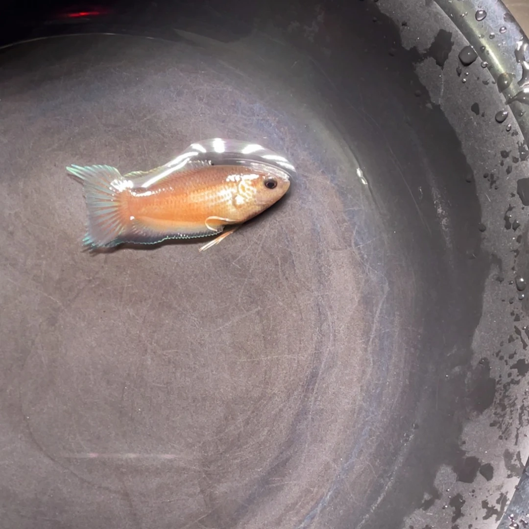 斗鱼精品斗鱼直播竞拍