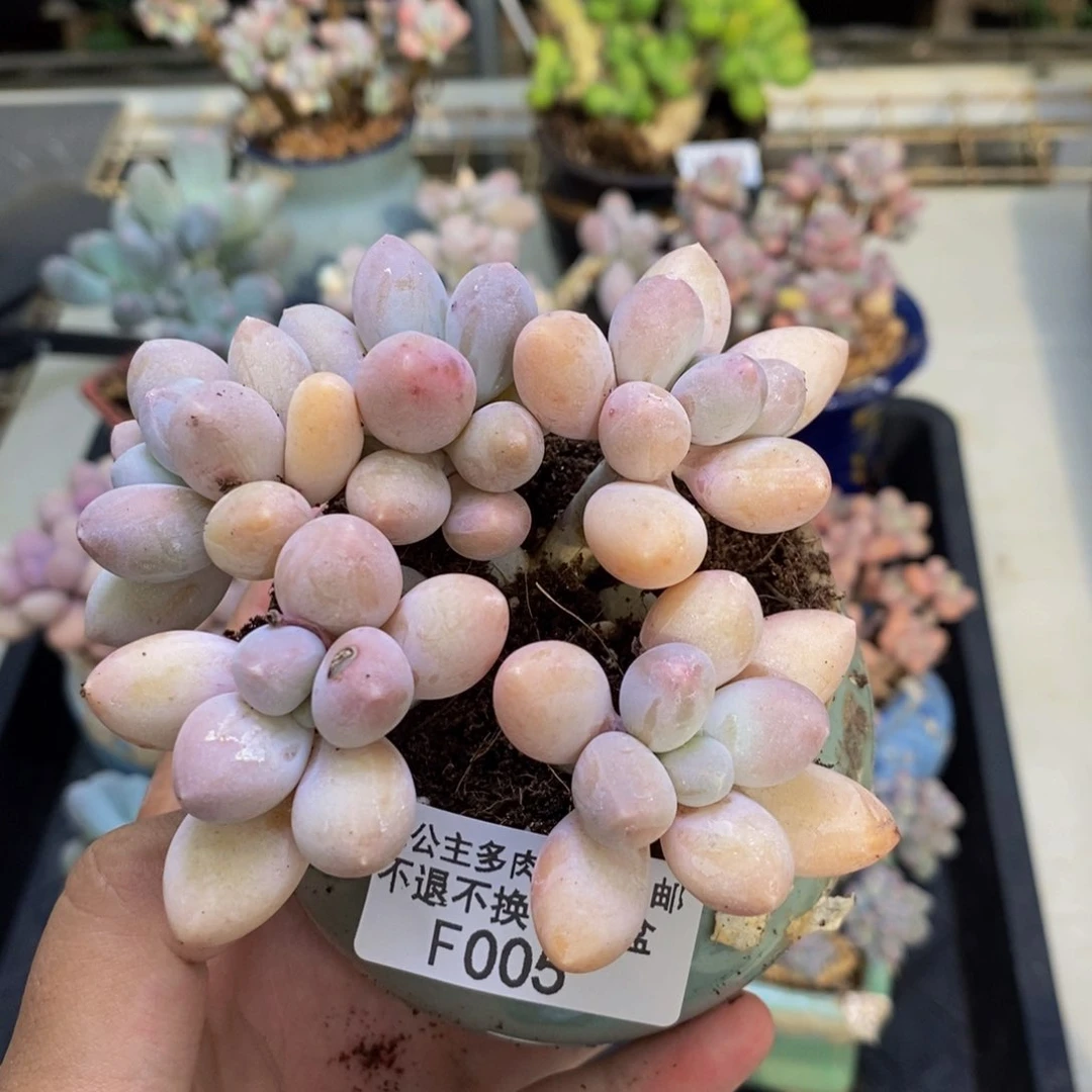 005香水手指奶多肉8c m