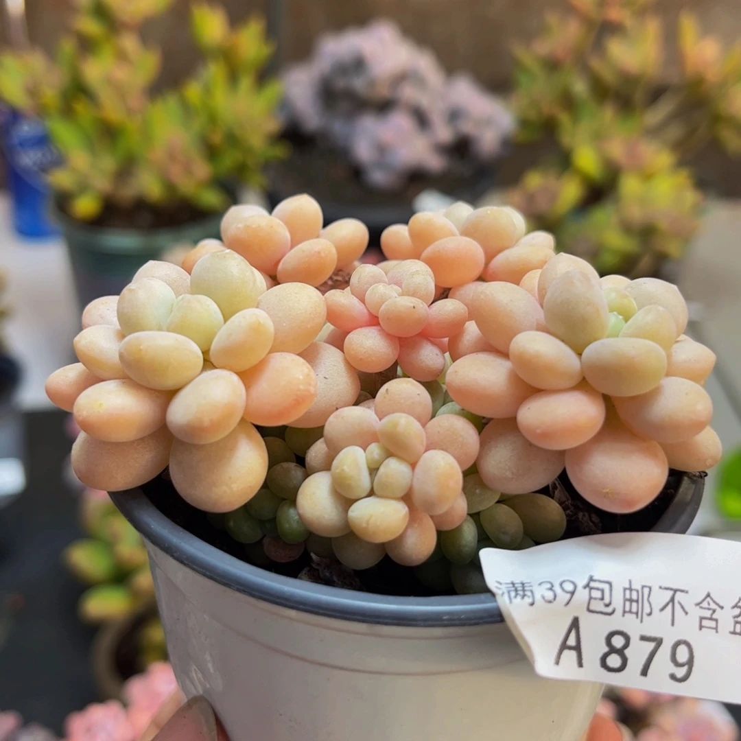 879洛可可8cm多肉植物