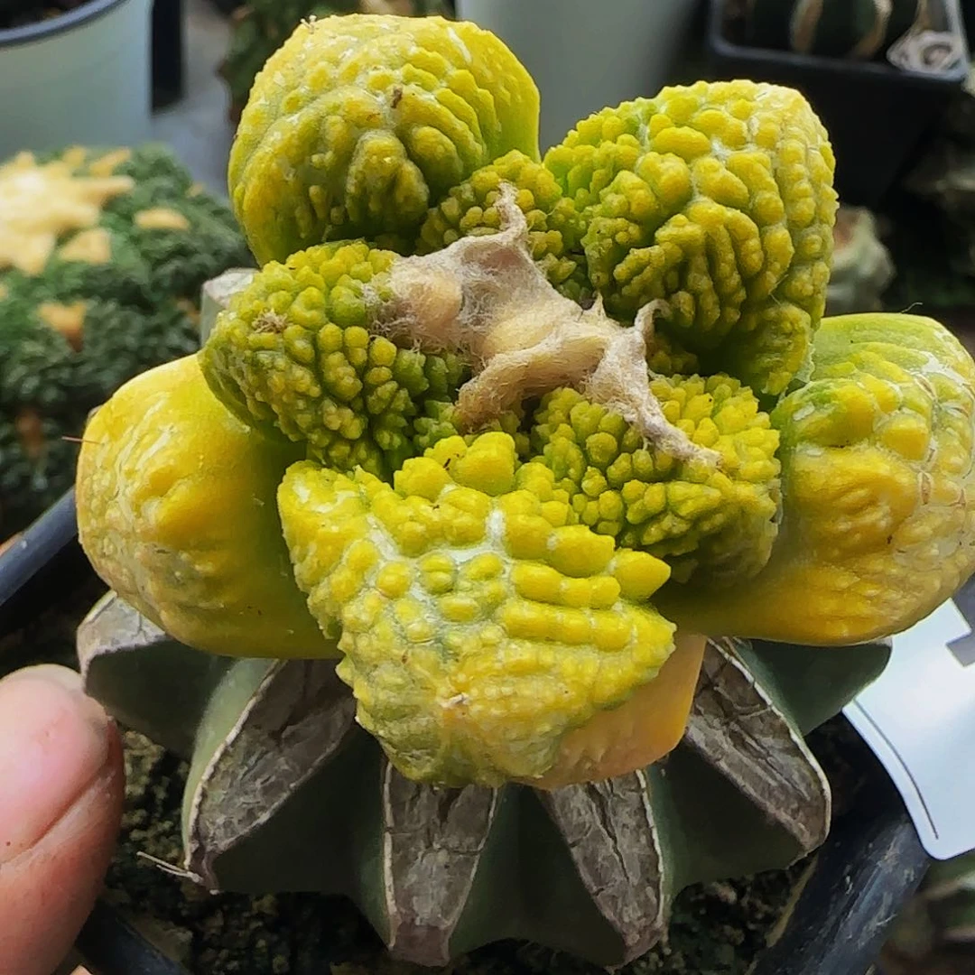 龟甲牡丹锦641仙人球