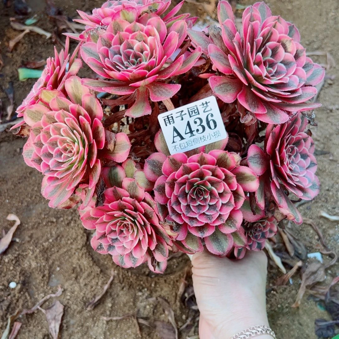 436白月光尺寸25左右