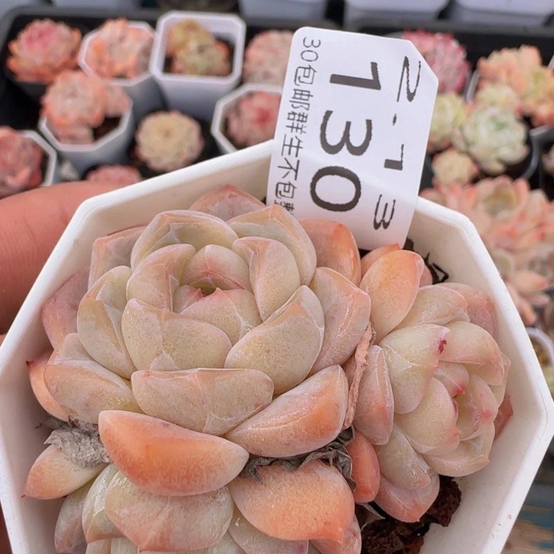 太妃糖三头老桩一颗脱土