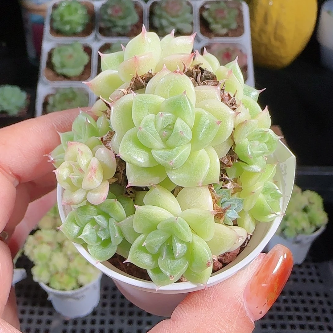 1007--127麦秆优选不包整