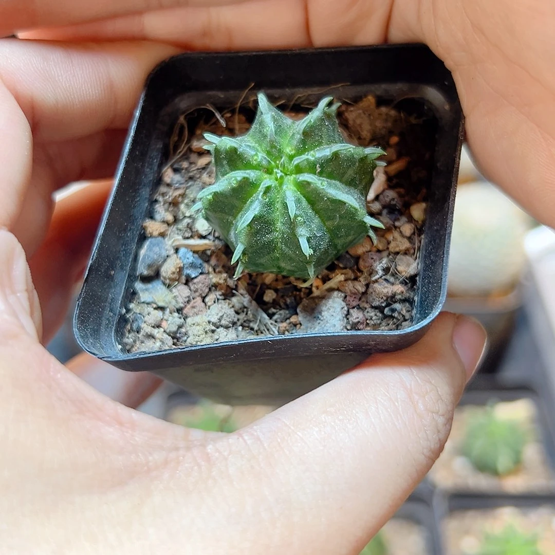 自根法利达2.6公分带盆