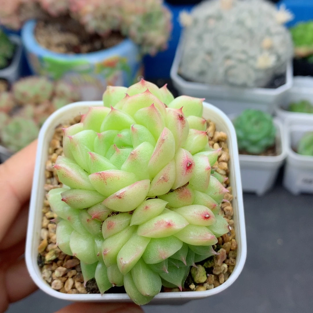 58包邮  群生不包整24