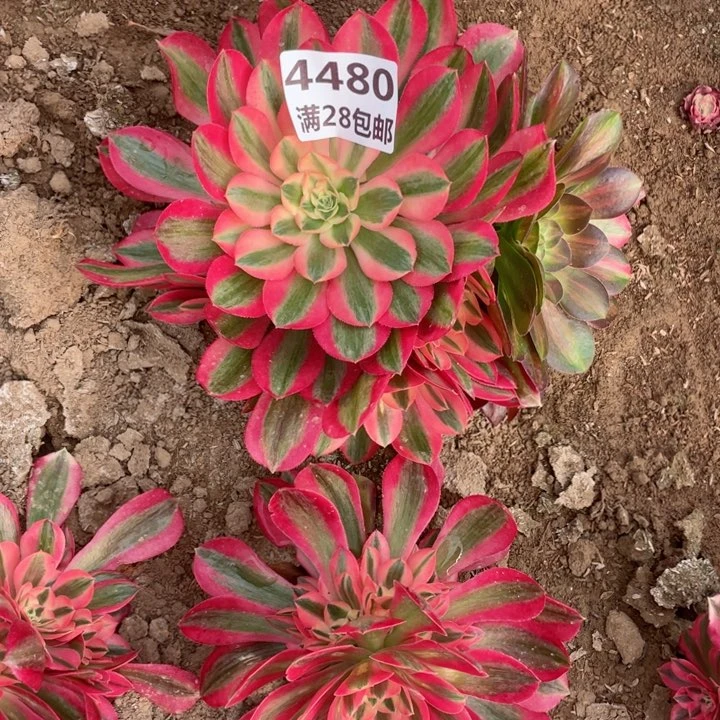 4480二号棚女巫多肉E