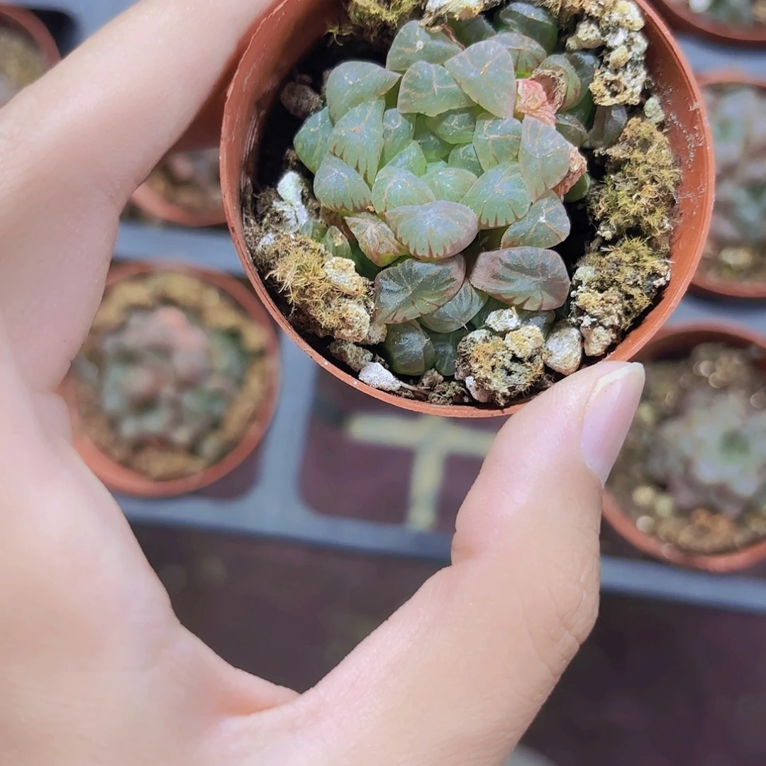 精品姬玉露多肉植物