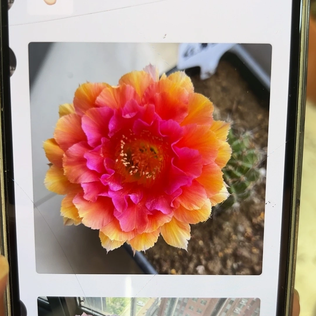 彩草红鸾星6.5-7公分左右