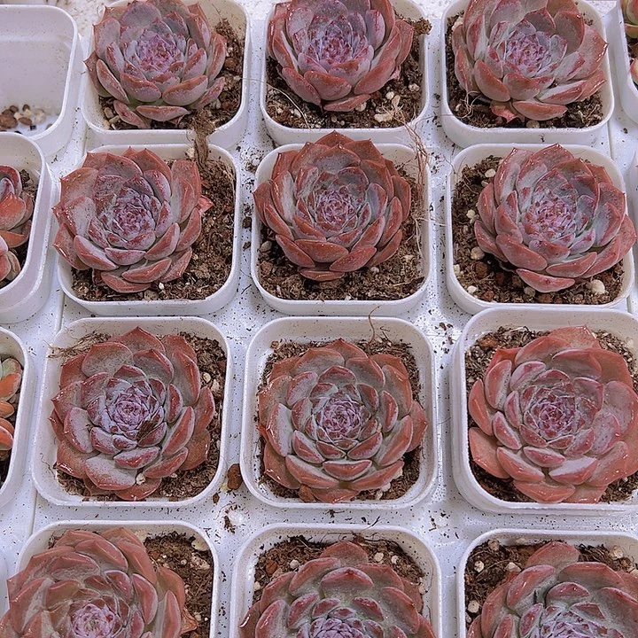 恩宠19包邮多肉植物