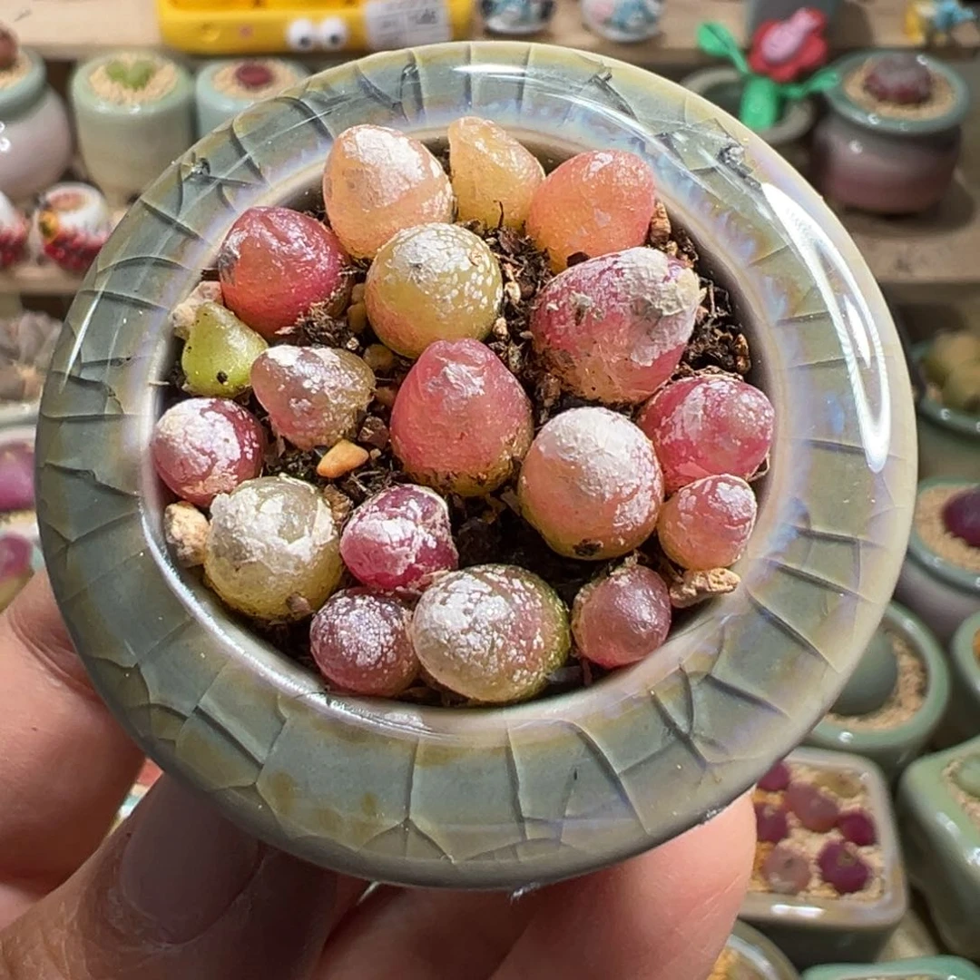 多肉植物161号灯泡