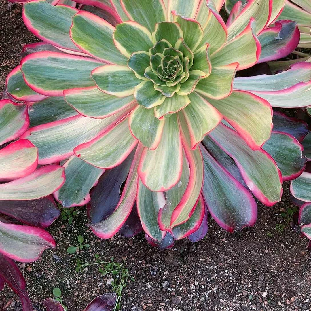 芊***肉红魔女多肉法师锦