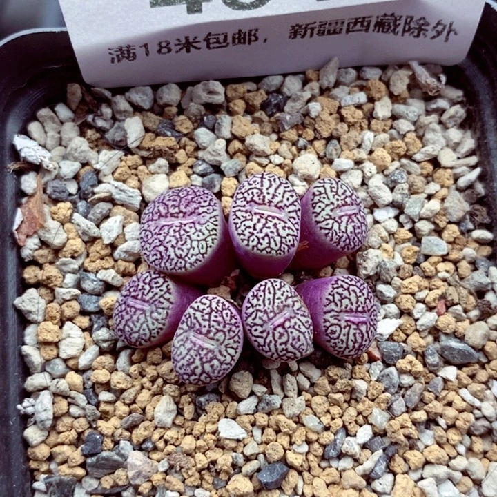 4047。